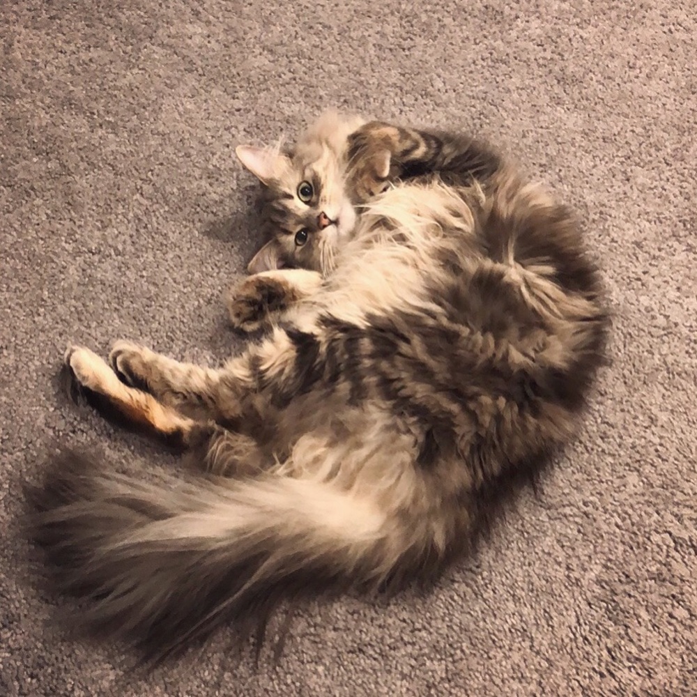 Meet your Posher, Peiyang